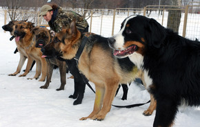 Кинологический питомник