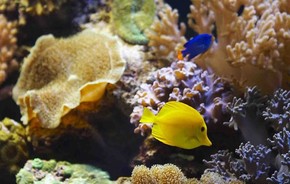 Морской аквариум-океанариум на Чистых прудах