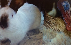 Контактная деревня