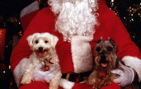 Новогодняя программа «Рождество и Новый год»